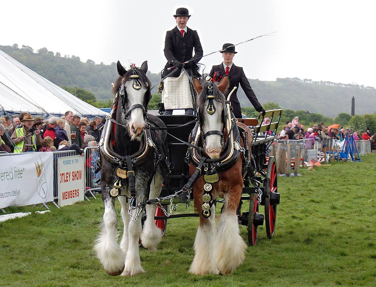 Clydesdale Heavy Horse